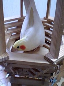 カプラで鳥カゴ