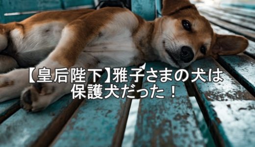 【皇后陛下】雅子さまの犬は保護犬だった！名前はゆりちゃん♪